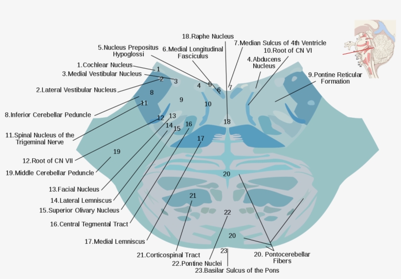 Reticular Formation, transparent png #2438709