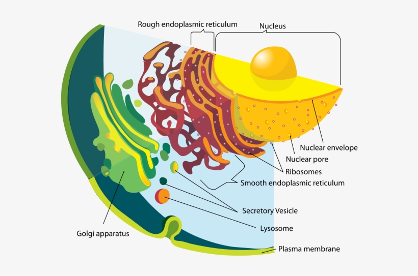 The Cell - Cells: An Introduction To The Anatomy And Physiology, transparent png #2438790