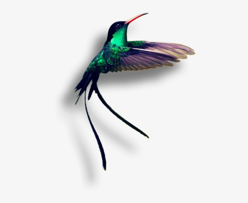 A Few Minutes From Montego Bay, Rose Hall Captures - Jamaica Hummingbird, transparent png #2441617