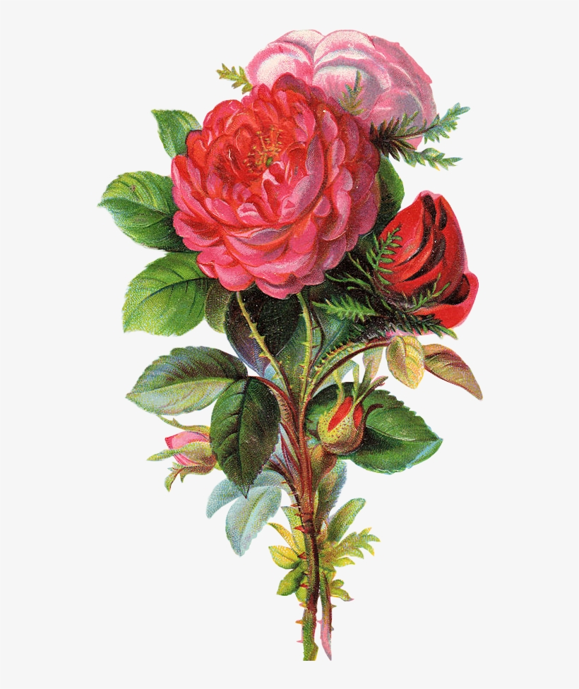 Oude Rozen - Flowers Free, transparent png #2443672