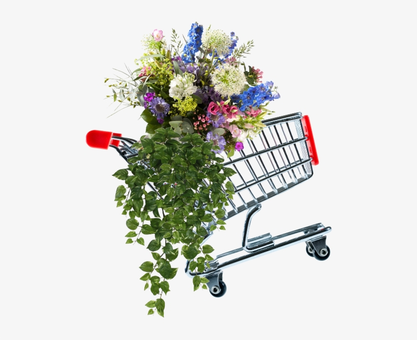 Webshop - Scindapsus Hangplant 75 Cm Groen, transparent png #2443923