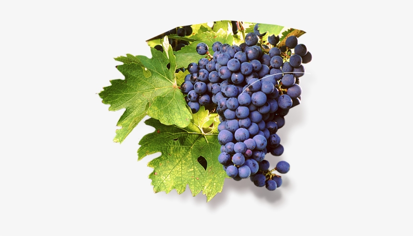 Saperav Grape Juice - Saperavi Grape Png, transparent png #2444924