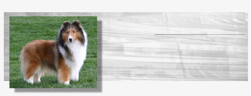 Shetland Sheepdog Tricolor Png, transparent png #2445190