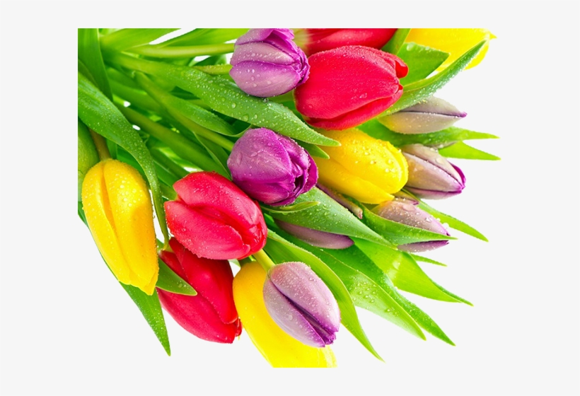 Tulip - Tulip Flower Bunch Png, transparent png #2445308