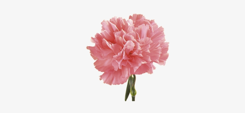 Carnation - Pink Carnation Flower Seeds, transparent png #2445478