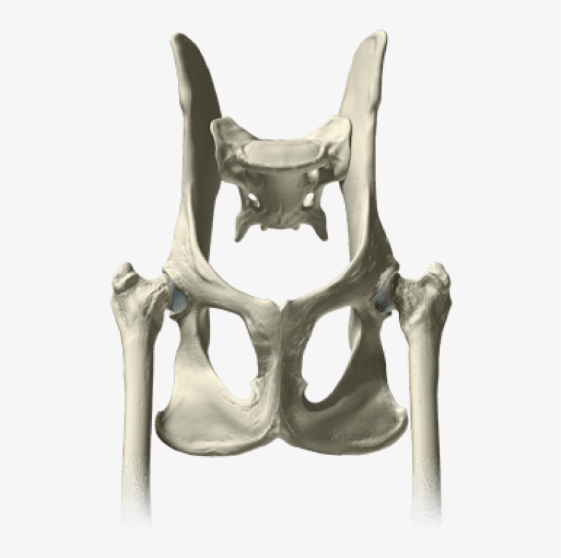 Pelvis Bones Png - Pelvis, transparent png #2445715