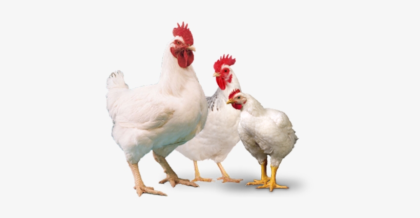Broiler - Broiler Breeder, transparent png #2445746