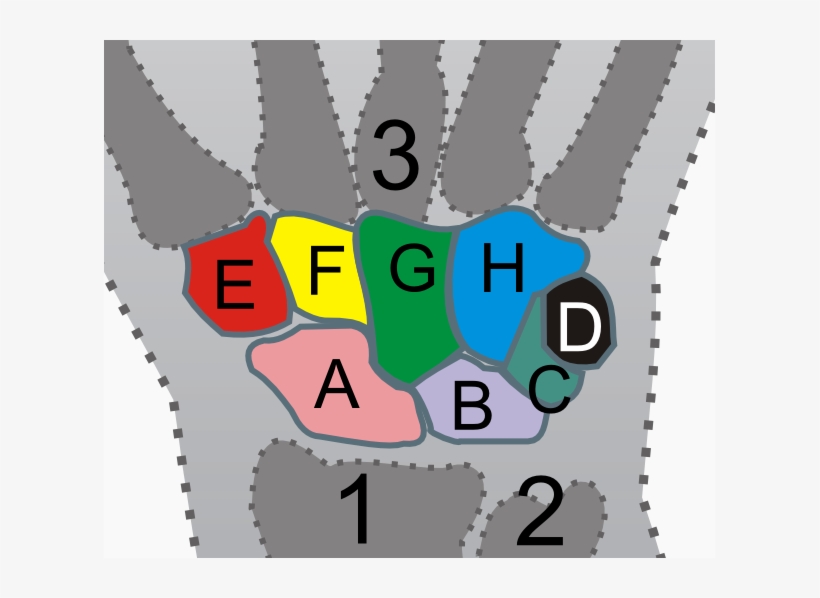 Carpal Bones - Carpal Bones Age Estimation, transparent png #2445752