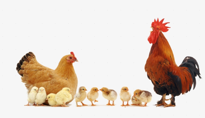 Nika Broiler - Personalised Hen, Cockerel+chicks Fridge Magnet Stocking, transparent png #2445867