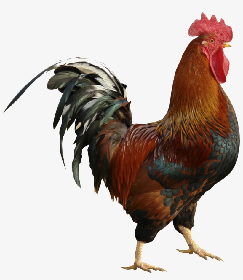 Roostertesting Rooster Testing Roostertesting Pinterest - Rooster Psd ...