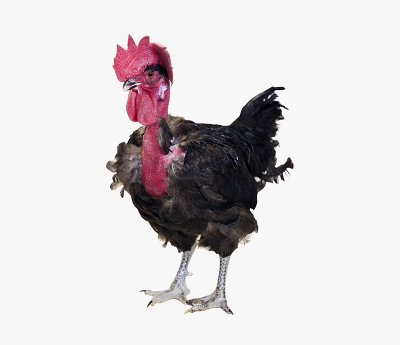T77n Coloured Rooster For Farmer Market, Organic And - Naked Neck, transparent png #2446028