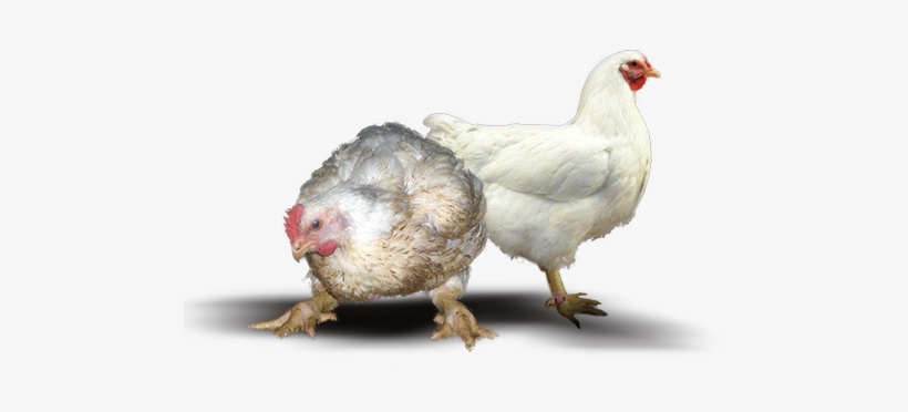 Farm Chicken Png, transparent png #2446050