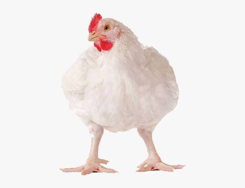 Broiler Cancentrate For Sale - Poulet De Chair Vivant, transparent png #2446250