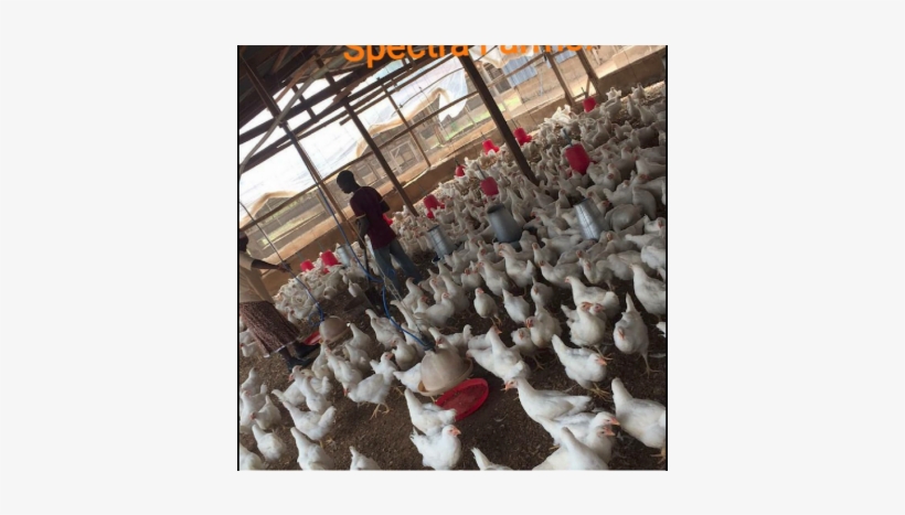 Turkey, transparent png #2446387