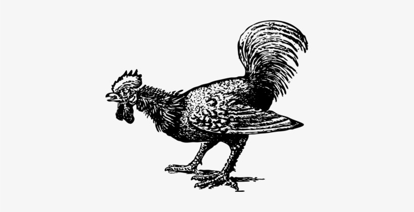 Rooster Cochin Chicken Landfowl Poultry - Rooster, transparent png #2446412