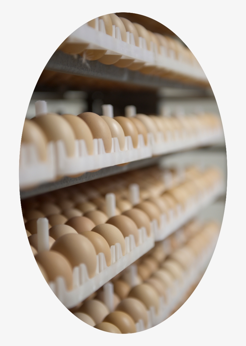 Ontario Broiler Chicken Hatching Egg Producers Association - Chicken, transparent png #2446435