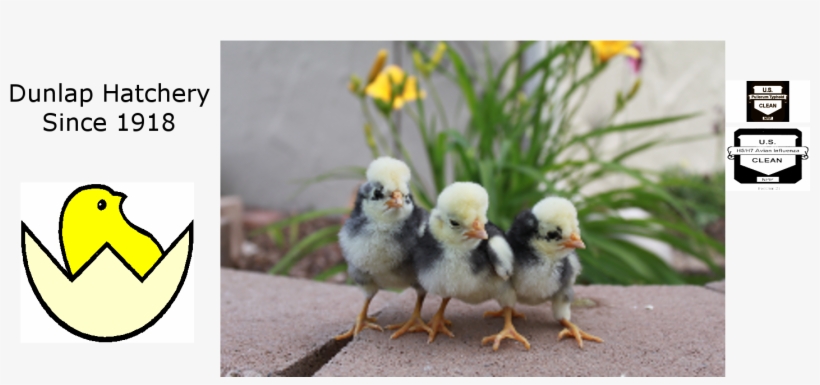 Chickens - Dunlap Hatchery, transparent png #2446468