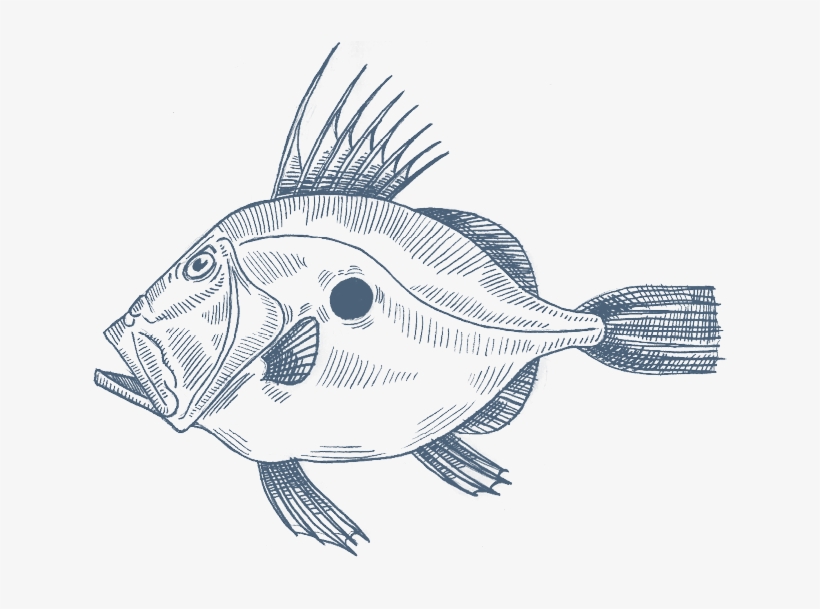 Jpg Transparent Anglerfish Drawing - St Peter Fish Drawing, transparent png #2447148