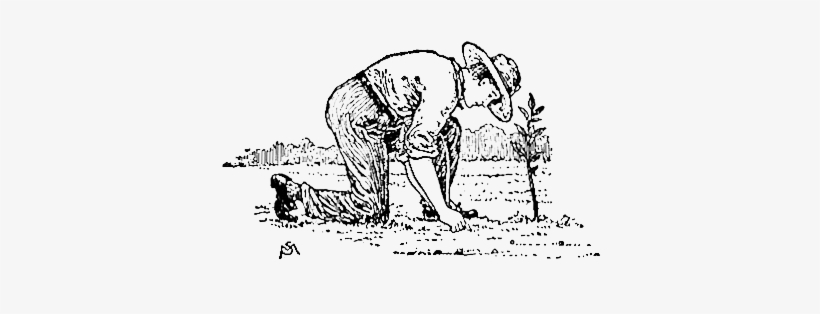 Propagation By Means Of Budding And Grafting - Grafting, transparent png #2449390