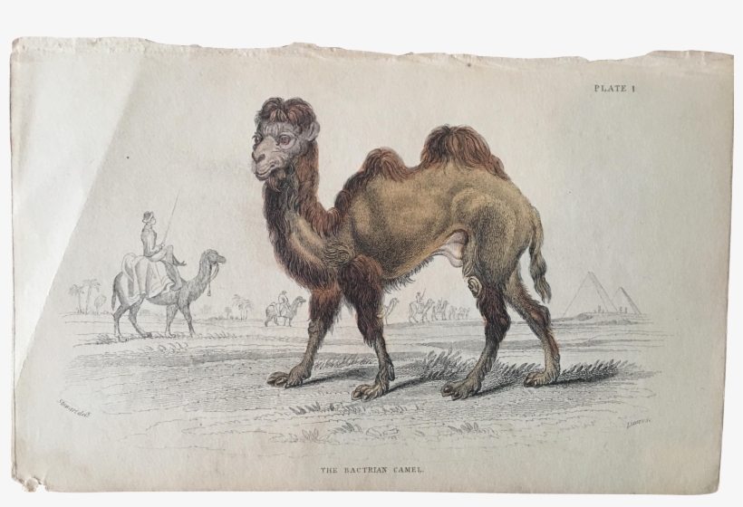 Camel Drawing Bactrian - Antique Print Of C1850 Hand Coloured Bactrian Camel, transparent png #2449762