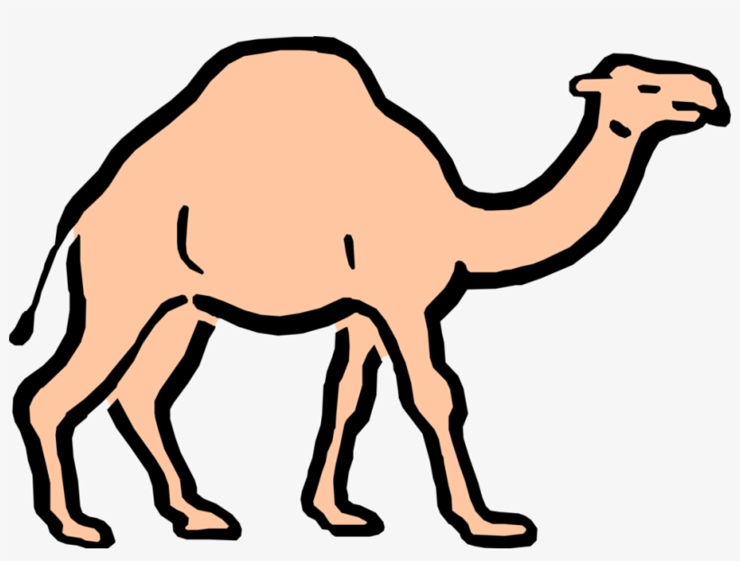 Vector Illustration Of Cartoon Dromedary Beast Of Burden - Camelos Png Desenho, transparent png #2449814
