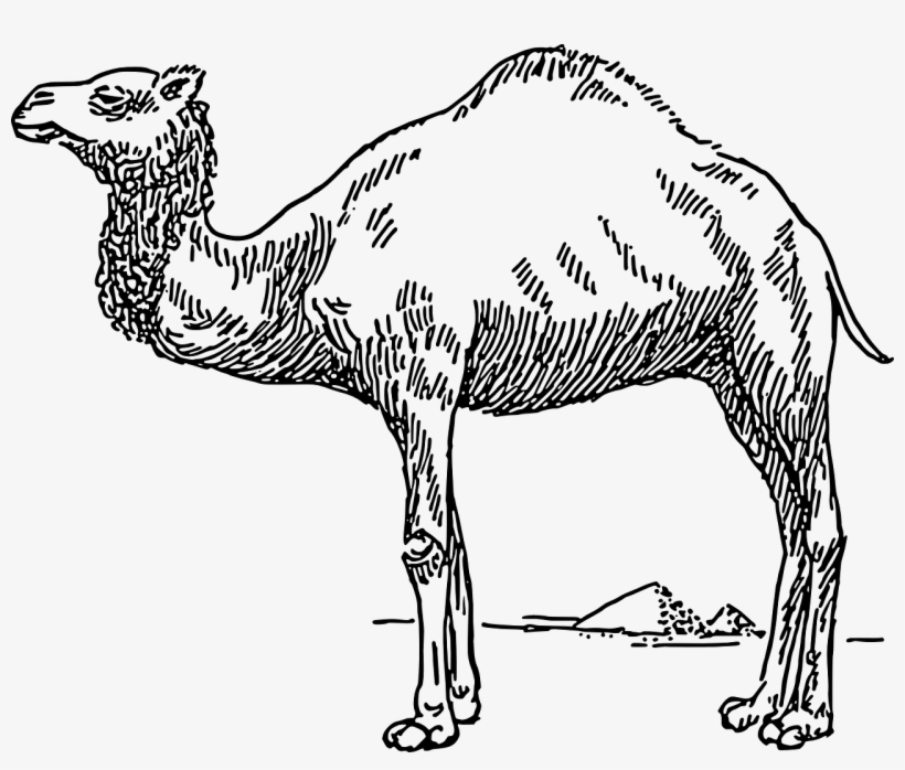 Vector - Custom Camel Sketch Shower Curtain, transparent png #2449849
