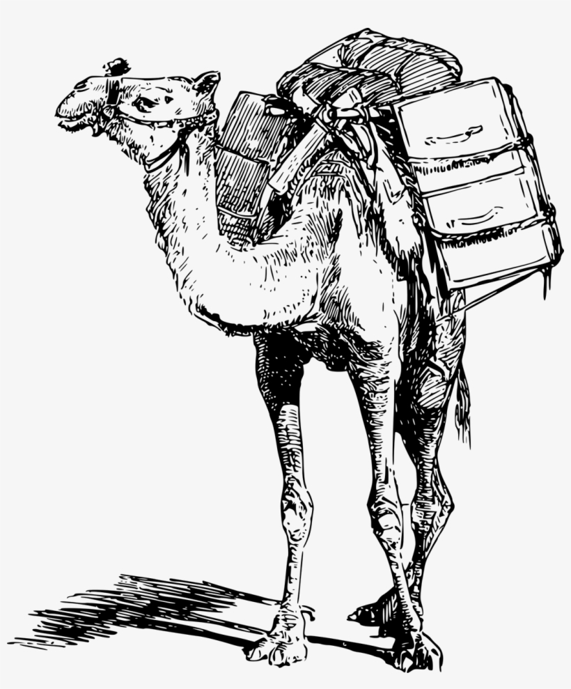 Vector Graphics, - Camel Burden, transparent png #2450110
