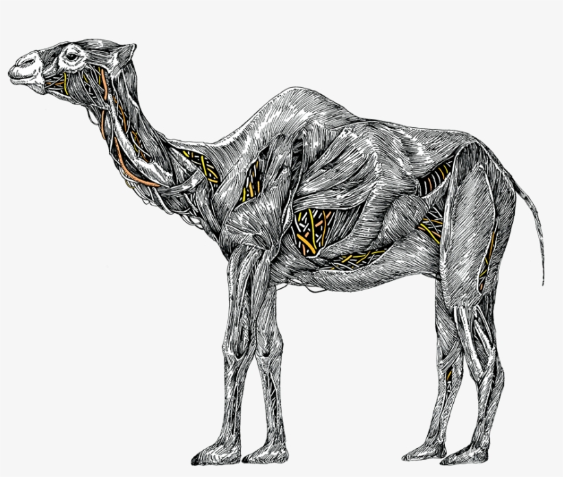 Introducting Camel Poser Image Description - Camel Power Nissan, transparent png #2450136