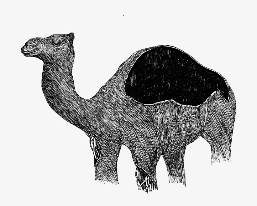 Image Description Image Description - Arabian Camel, transparent png #2450211
