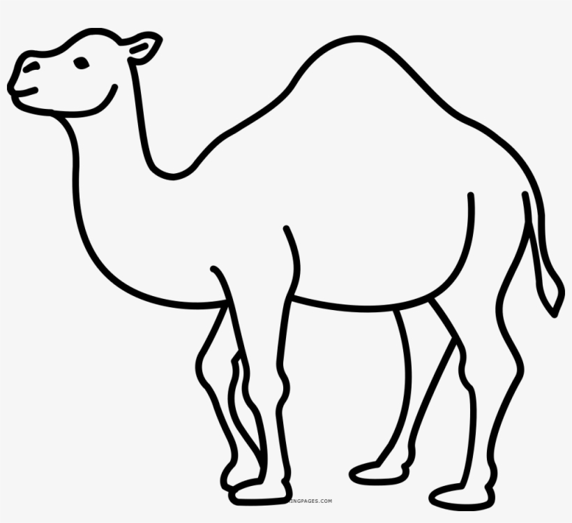 Drawing Camels Coloring - Dibujo De Ganado Camelido, transparent png #2450260