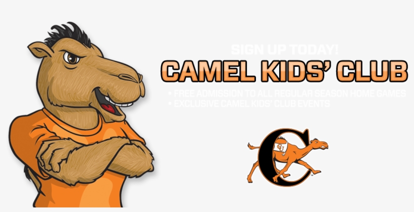 Campbell Fighting Camels And Lady Camels, transparent png #2450283