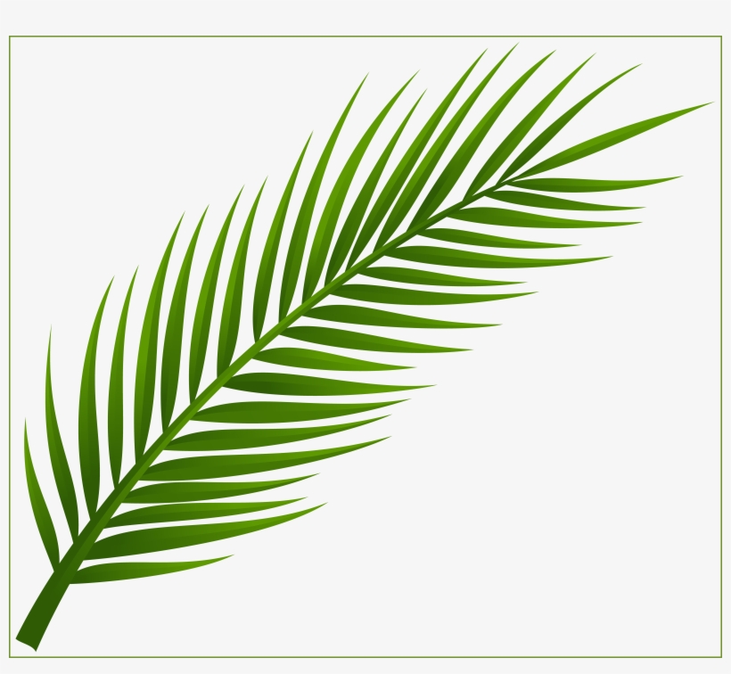 Leaf Clipart Coconut Tree, transparent png #2450427