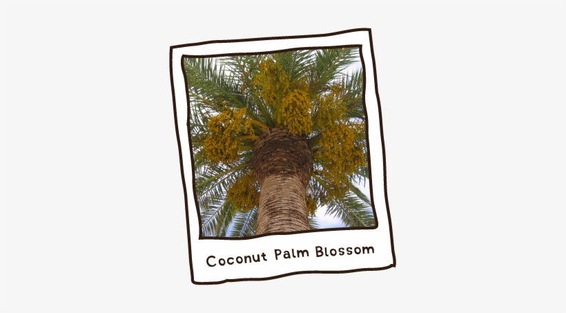 Coconut Palm Polaroid - Roystonea, transparent png #2450819