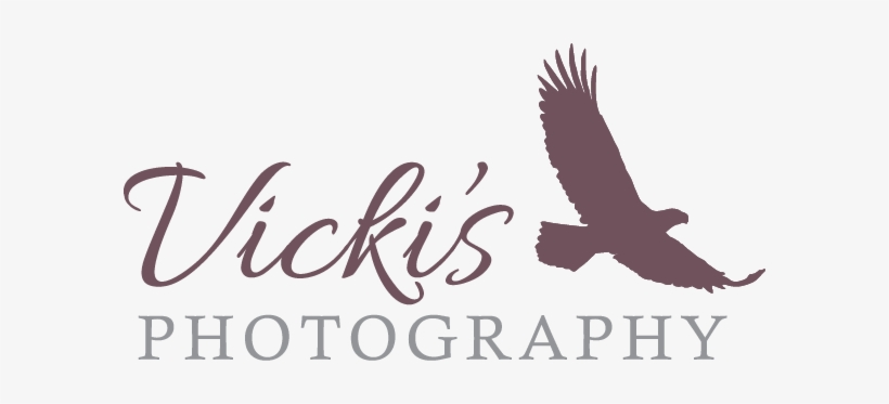 Vicki S Photography Calgary Vicky Photography Logo Png Free Transparent Png Download Pngkey Vicki S Photography Calgary Vicky Photography Logo Png Free Transparent Png Download Pngkey