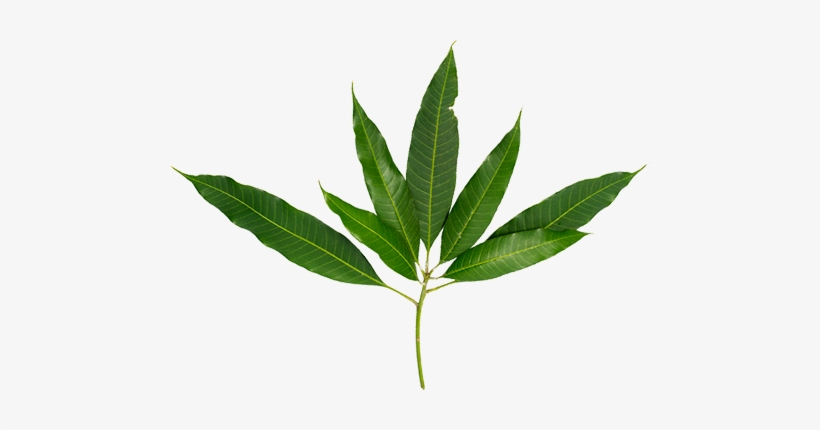 Mangoleaf Pop 350 - Green Mangoes Leaves Png, transparent png #2451534