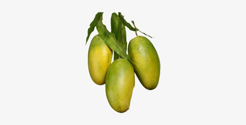 Mango - Yellow Mango Tree Png, transparent png #2451711