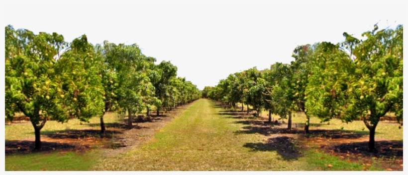 Largest Mango Farm - Mango Farm, transparent png #2451959