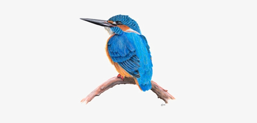 Kingfisher Png Transparent Hd Photo - Kingfisher Transparent Background, transparent png #2451998