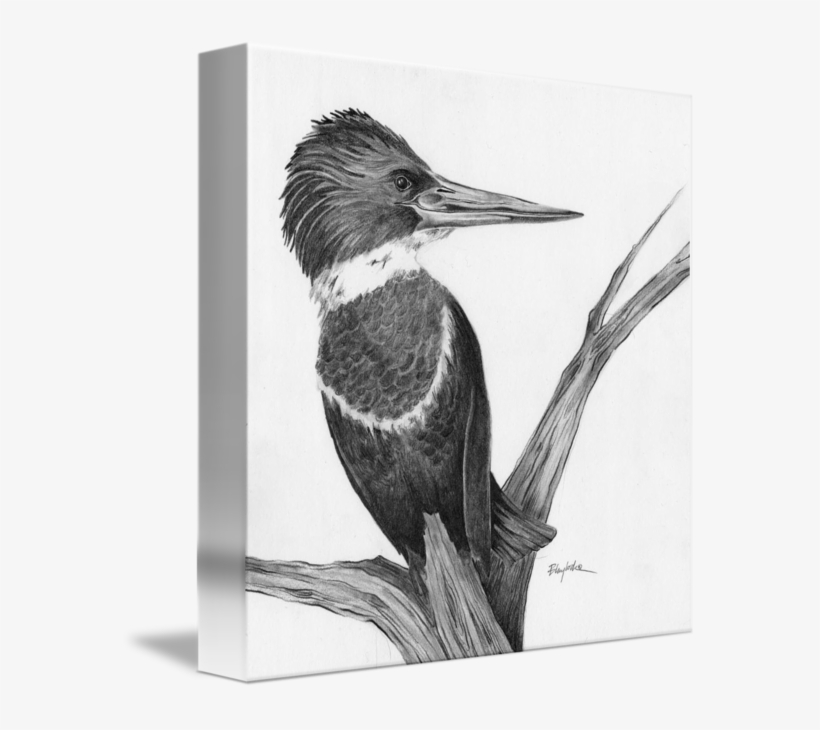 Kingfisher Drawing Black And White Library - Drawing, transparent png #2452023