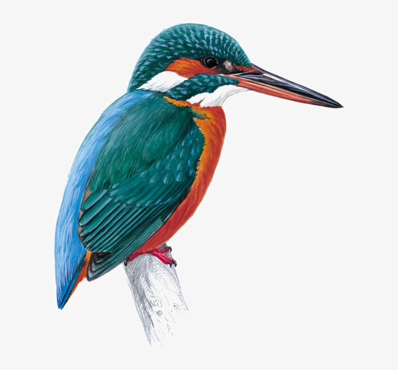 Kingfisher Png Free Download - Kingfisher Png, transparent png #2452026