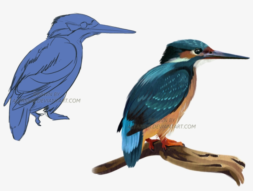 Kingfisher By Altarior On Picture Royalty Free Download - Kingfisher, transparent png #2452027
