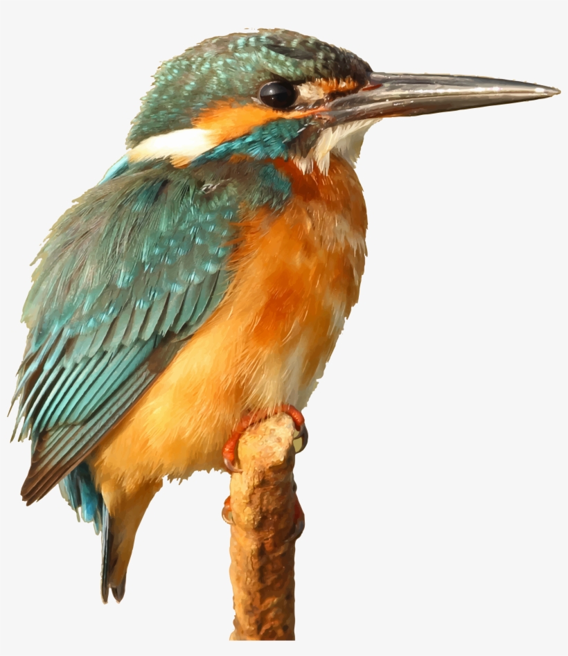 This Free Icons Png Design Of Kingfisher Bird, transparent png #2452052