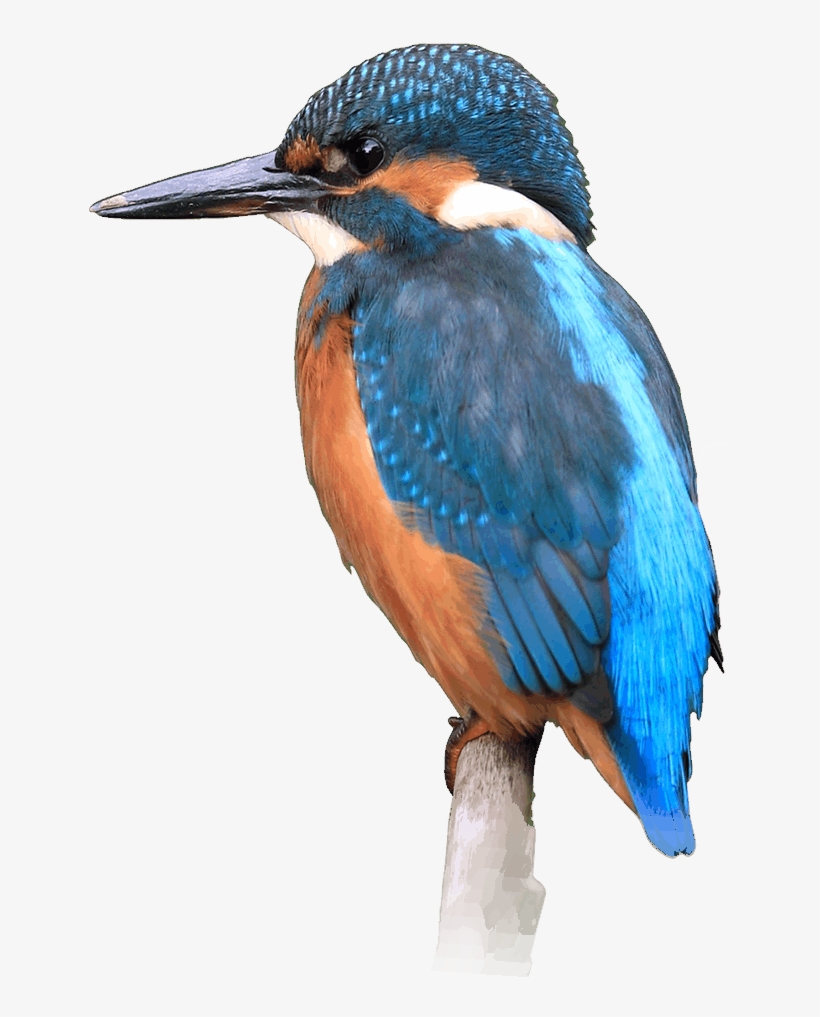 Kingfisher - Kingfisher Hd Png, transparent png #2452083