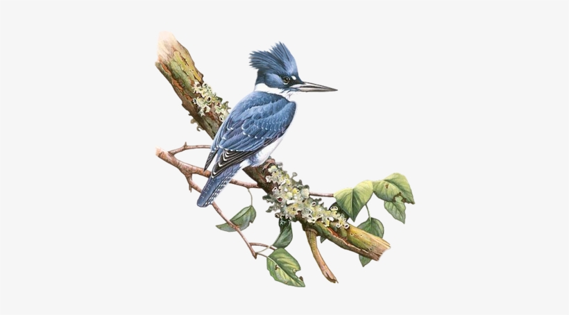 Bd-27 - Illustration, transparent png #2452088