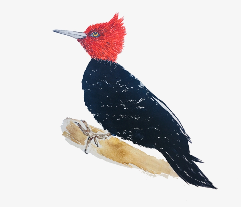 Thank You - Ivory-billed Woodpecker, transparent png #2452190