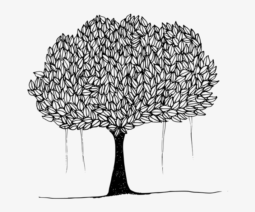 Black And White Picture Of Banyan Tree - Peepal Tree Clipart Black And White, transparent png #2452372