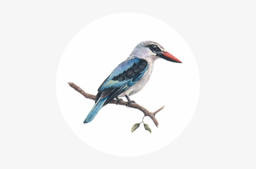 Woodlands Kingfisher - Architecture, transparent png #2452468