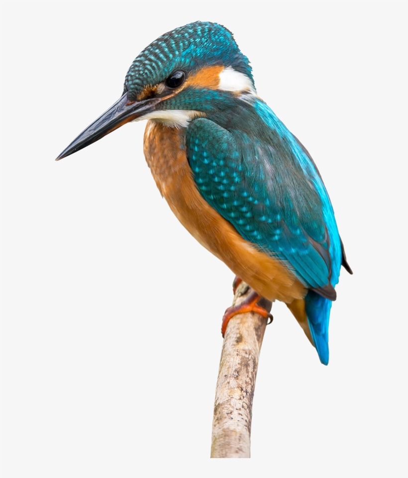 Kingfisher - Belted Kingfisher, transparent png #2452532