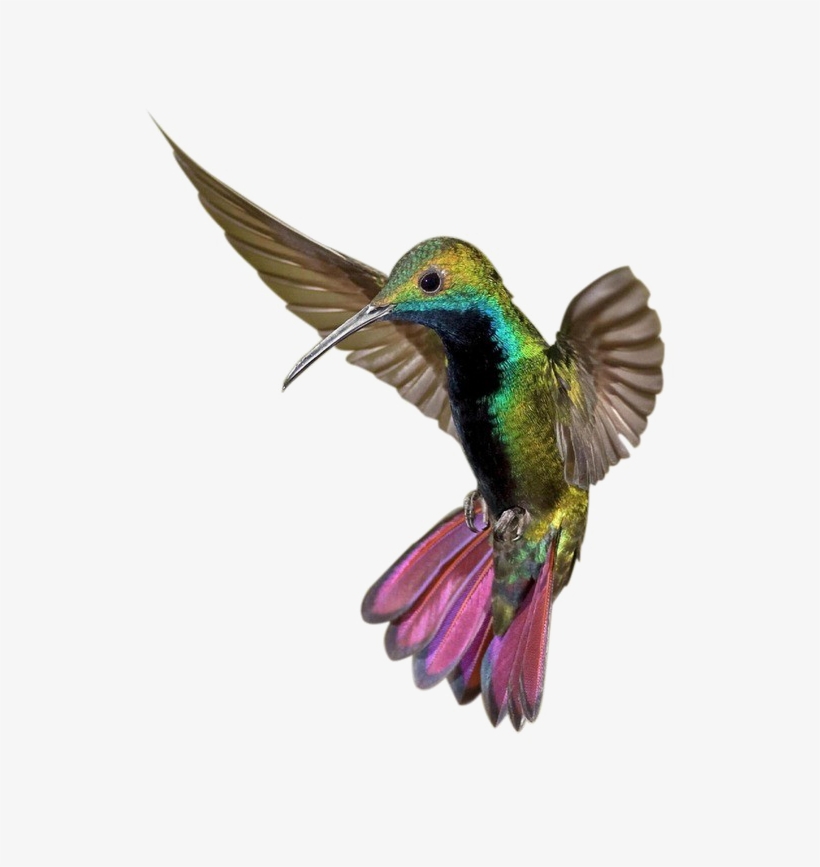 Kingfisher Png Clipart - Poster: Hemmings' Colorful Humming Bird, 61x46cm., transparent png #2452536