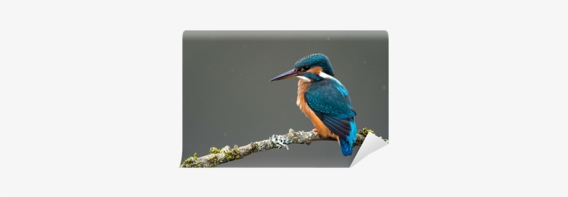 Common Kingfisher, transparent png #2452578